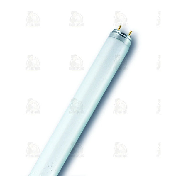 Osram T8 18W 6500K - 60cm/2ft